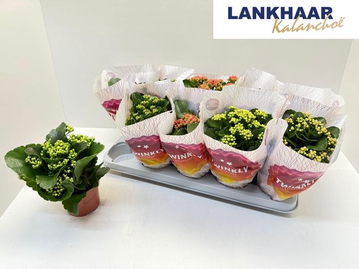 <h4>KAL GE PERF GEM 5 KL</h4>