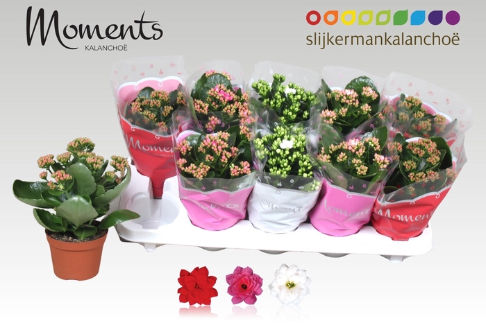 <h4>KAL GE GEM 4 KL</h4>