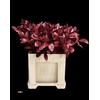 Ruscus Bordeaux