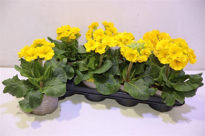 <h4>arr8 Prim Elatior Yellow</h4>