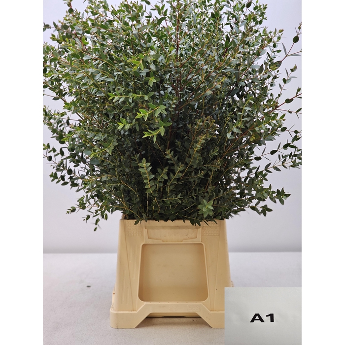 <h4>EUC PARVIFOLIA PB</h4>
