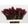 Leucadendron Saf Sunset Dark Red