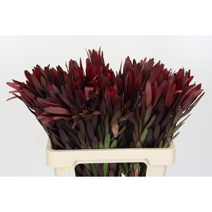 Leucadendron Saf Sunset Dark R.