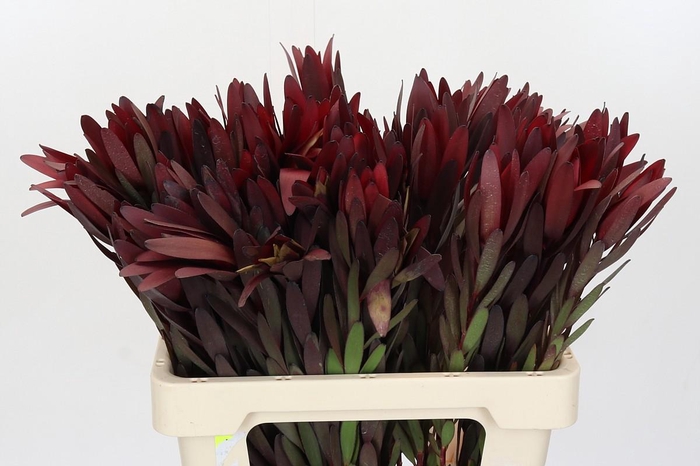 <h4>Leucadendron Saf Sunset Dark R.</h4>