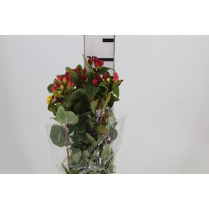 HYPERICUM 080 CM VERMELHO