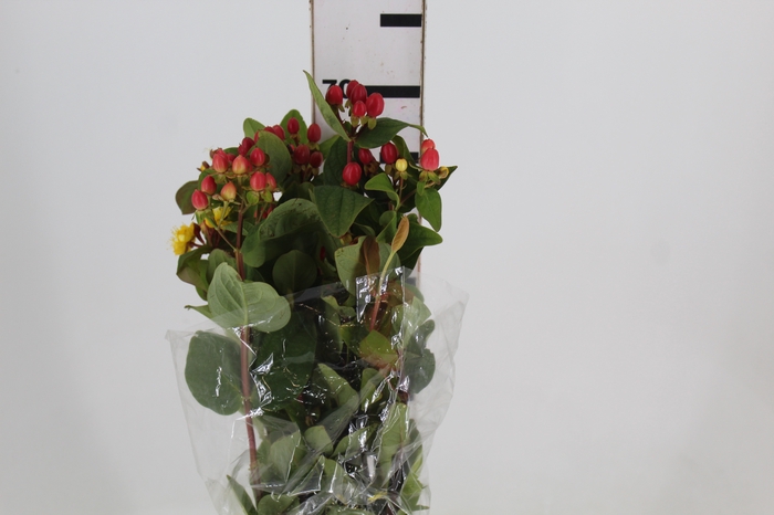 <h4>HYPERICUM 080 CM VERMELHO</h4>