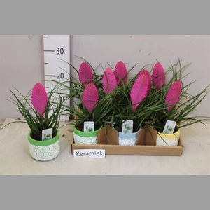 ARR TILLANDSIA