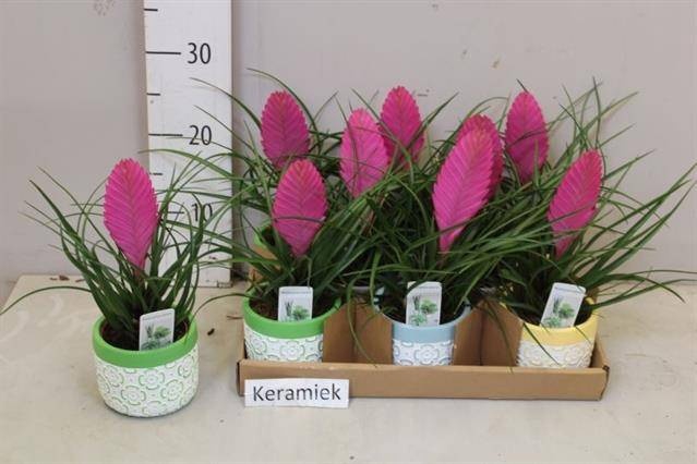 <h4>ARR TILLANDSIA</h4>