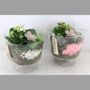 arr2 MB - Glas breed op voet - roze/wit