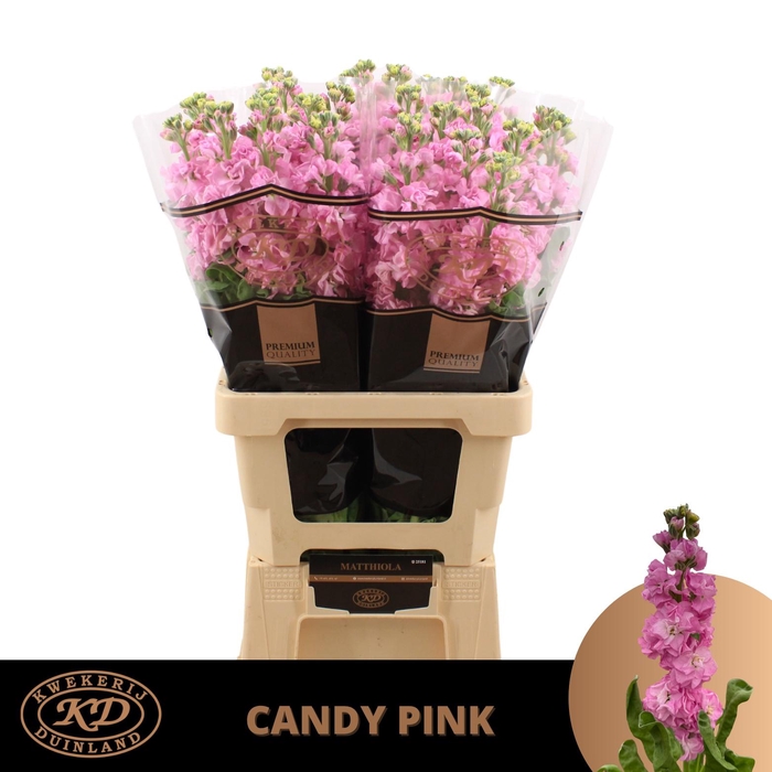 <h4>Matth Impala Candy Pink Extra</h4>
