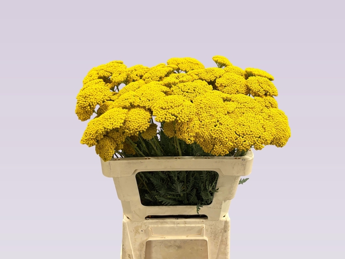 <h4>ACHIL F PARK VARIETY</h4>