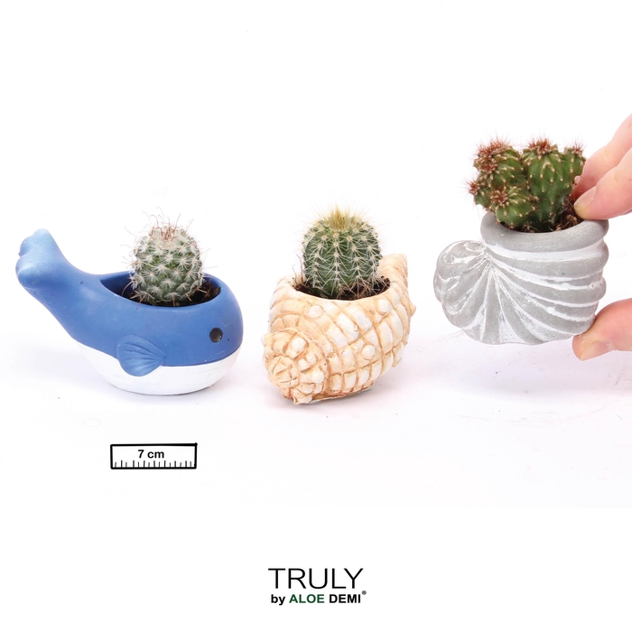 <h4>TRULY Cactus, Ocean mini</h4>