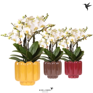 Kolibri Orchids Phalaenopsis Blossom Lausanne 6 spike in Retro pot yellow mix