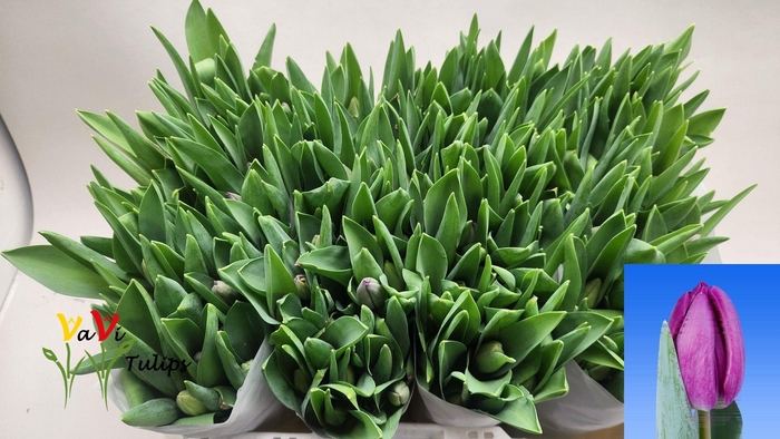 <h4>TU EN BULLIT</h4>