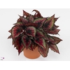 Begonia rex Red Tango