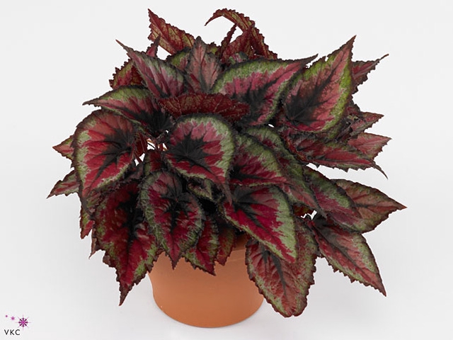 Begonia rex Red Tango