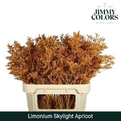 <h4>Limonium Skylight L80 Apricot</h4>