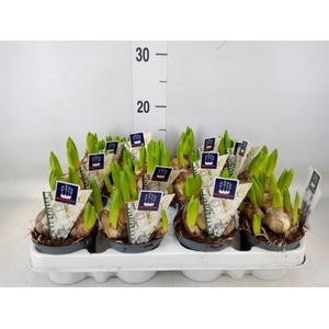 Hyacinthus orie. 'Multifl' ..