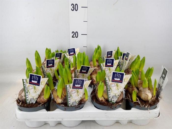 <h4>Hyacinthus orie. 'Multifl' ..</h4>
