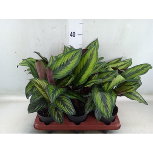 Calathea   ...