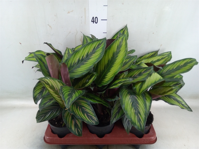 <h4>Calathea   ...</h4>