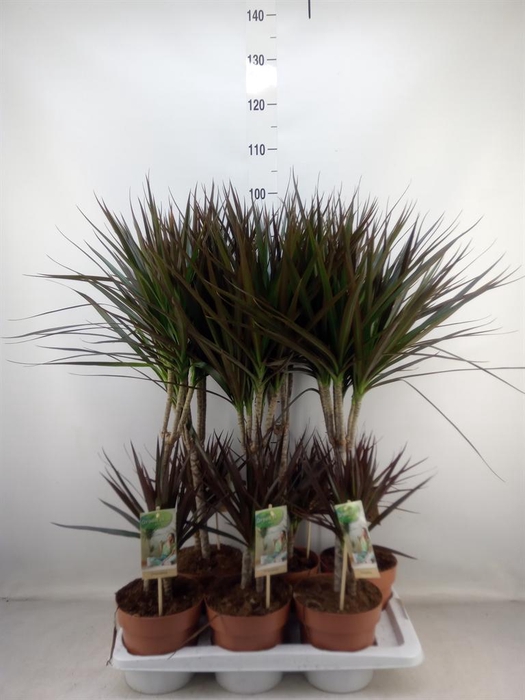 <h4>Dracaena marg. 'Magenta'</h4>