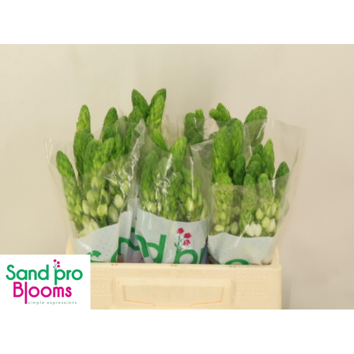 <h4>ORNIT THY MILKY WAY</h4>