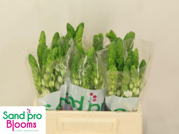 <h4>ORNIT THY MILKY WAY</h4>