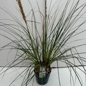 Graminées Cortaderia sell. 'Pumila'