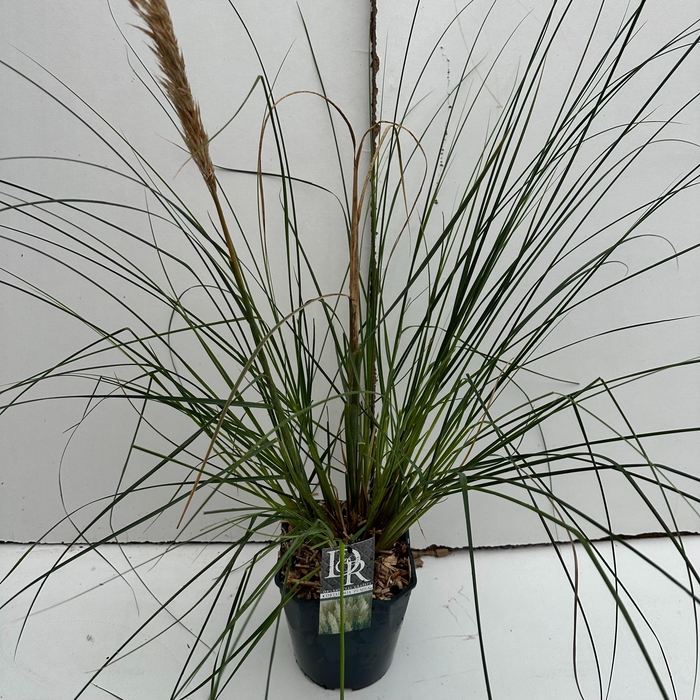 <h4>Graminées Cortaderia sell. 'Pumila'</h4>