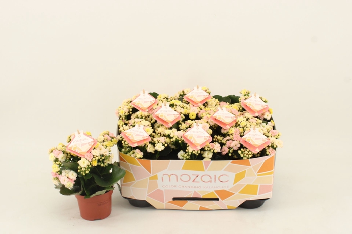 <h4>Kalanchoe Deco Tweed</h4>
