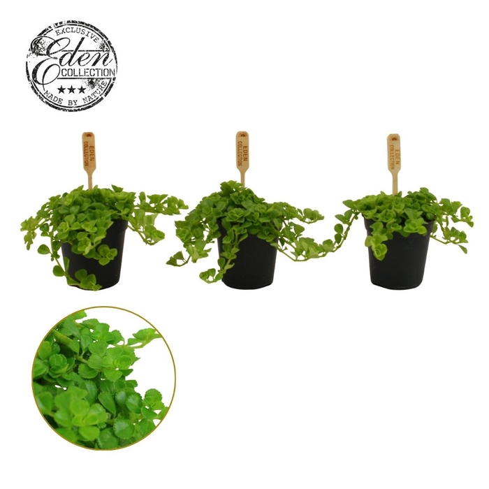 <h4>Pilea Depressa 5,5cm</h4>