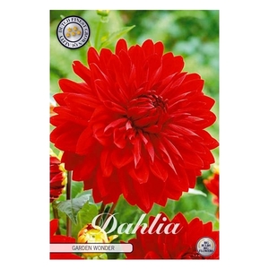 Dahlia Garden Wonder x1 l