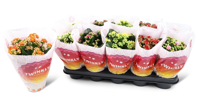 <h4>Kalanchoe gevuld Perfecta gemengd 5klr.</h4>