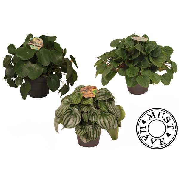 <h4>Peperomia Mix</h4>