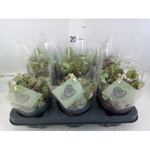 Ceropegia woodii ssp. woodii