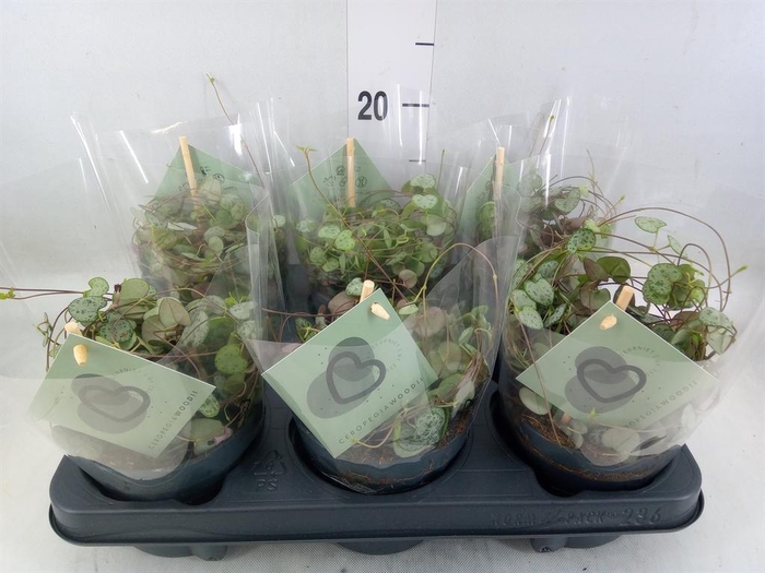 <h4>Ceropegia woodii ssp. woodii</h4>