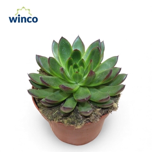 Echeveria Agavoides Belga