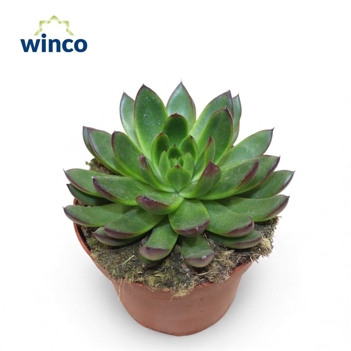 <h4>Echeveria Agavoides Belga</h4>
