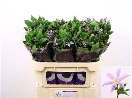 <h4>Clematis star river</h4>