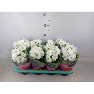 Primula obcon. 'Touch Me White'