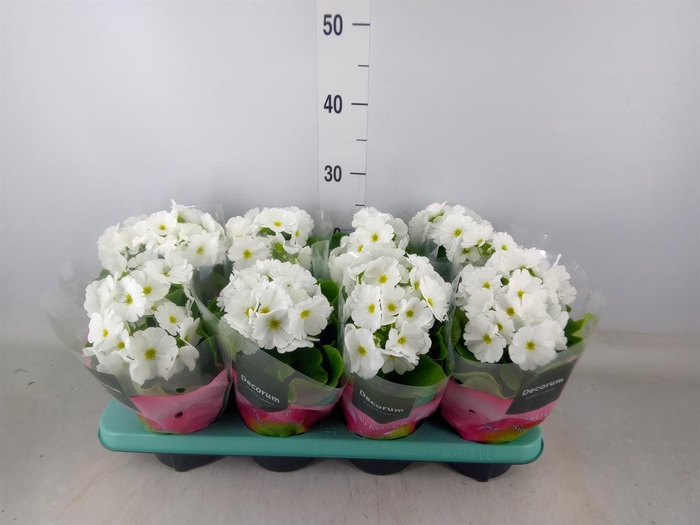 <h4>Primula obcon. 'Touch Me White'</h4>