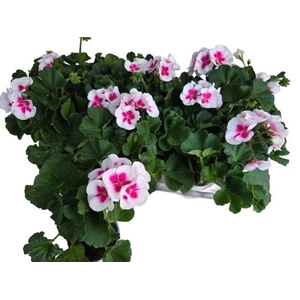 PEL ZON PEC TANGO WH