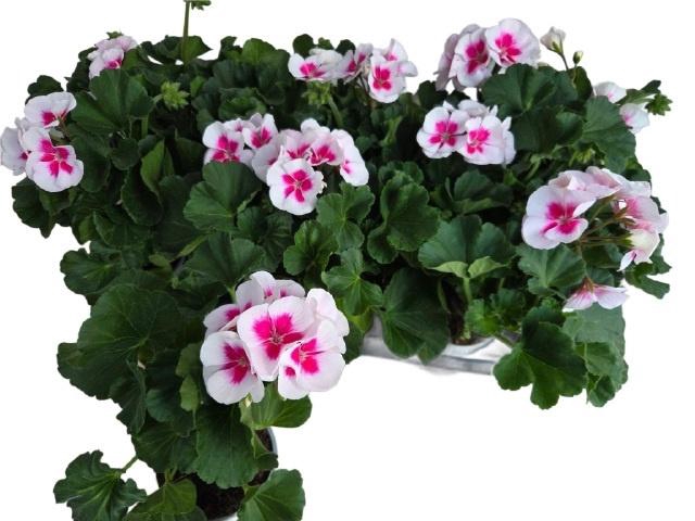 <h4>PEL ZON PEC TANGO WH</h4>