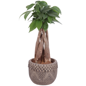 Pachira Braided Ø09cm in Ø12cm Ceramic EV665