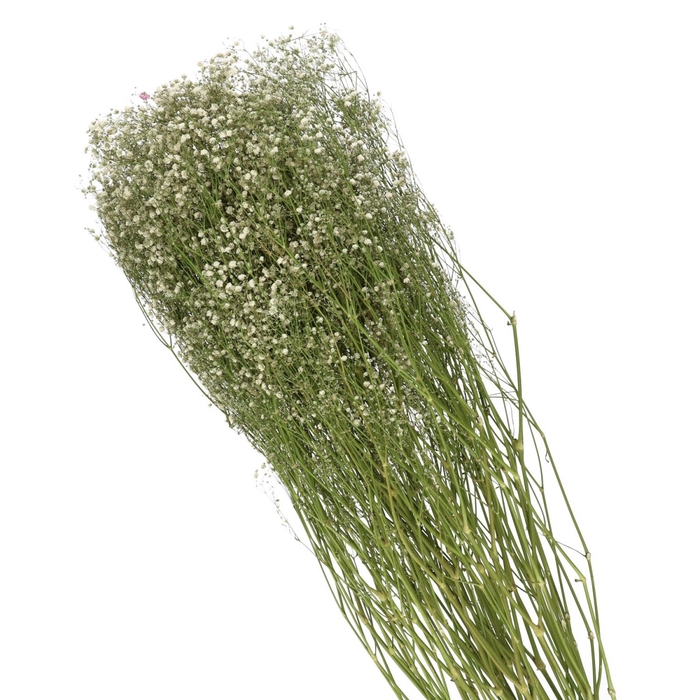 <h4>Dried flowers Gyps 70cm</h4>