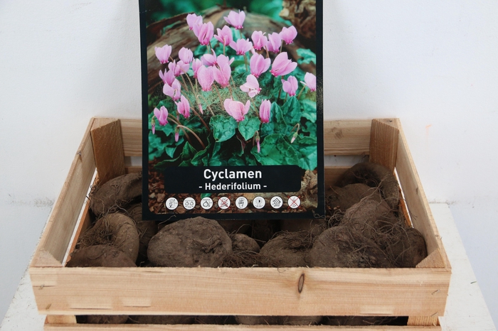 <h4>BOL CYCLAAM X30</h4>