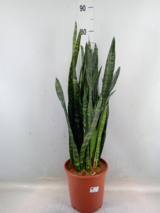 <h4>Sansevieria trifa. 'Black Coral'</h4>