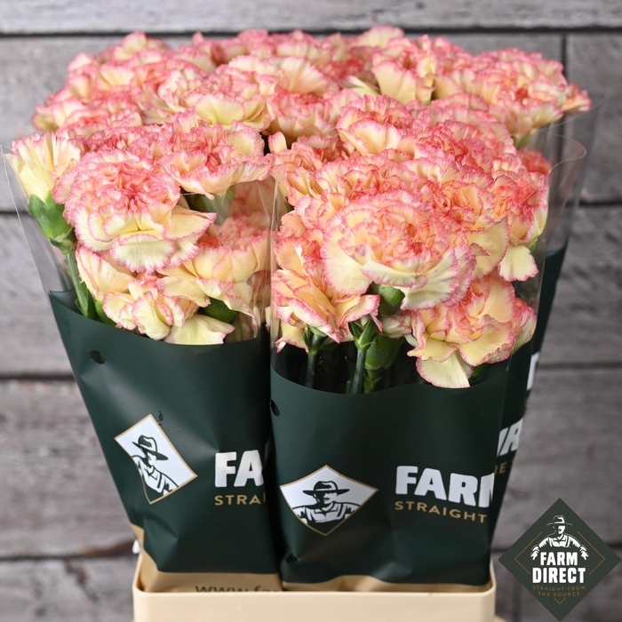 <h4>Di St Ali Baba</h4>