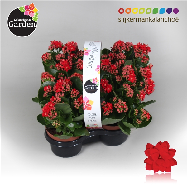 <h4>Garden Kalanchoe - Red 4-pack</h4>